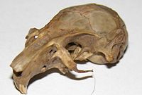 Gerbil skull