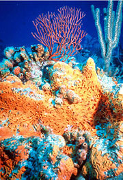 Orange elephant ear sponge, Agelas clathrodes, in foreground. Two corals in the background: a sea fan, Iciligorgia schrammi, and a sea rod, Plexaurella nutans.