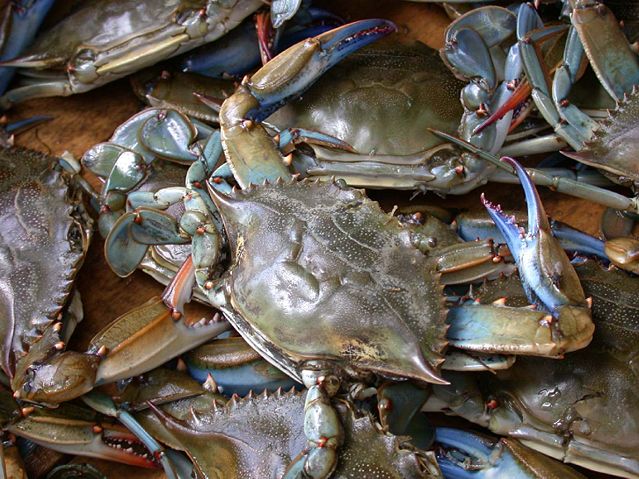 Image:Blue crab on market in Piraeus - Callinectes sapidus Rathbun 20020819-317.jpg