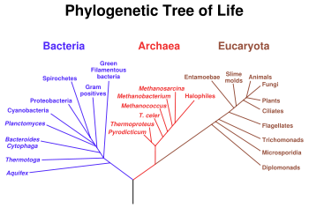 A hypothetical phylogenetic tree of all extant organisms, based on 16S rRNA gene sequence data, showing the evolutionary history of the three domains of life, bacteria, archaea and eukaryotes.  Originally proposed by Carl Woese.