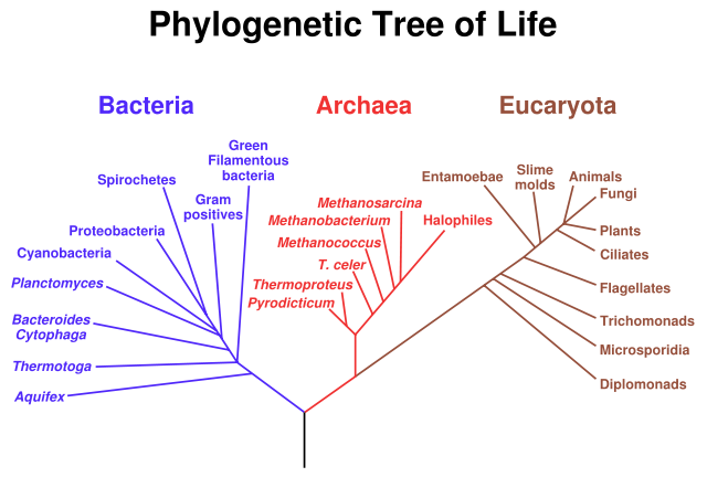 Image:Phylogenetic tree.svg