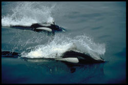 "Rooster tail" spray around swimming Dall's Porpoises