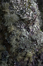 Lichen-covered tree, Tresco, Isles of Scilly, UK.  Grey, leafy Parmotrema perlatum on upper half of trunk; yellowy-green Flavoparmelia caperata on middle and lower half and running up the extreme right side; and the fruiticose Ramalina farinacea