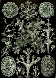 "Lichenes" from Ernst Haeckel's Artforms of Nature, 1904