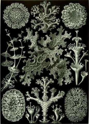 Image:Haeckel Lichenes.jpg