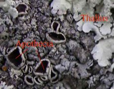 Thalli and apothecia on a foliose lichen