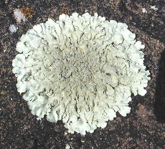 Image:Lichen squamulose.jpg