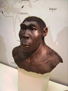 A reconstruction of Homo erectus. Anthropologists believe that H. erectus was the first hominid to control fire.