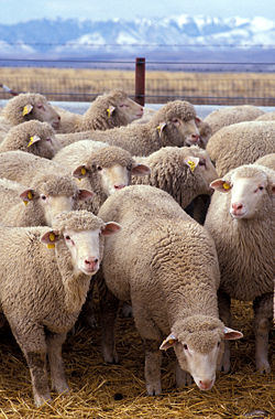 A research flock at US Sheep Experiment Station near Dubois, Idaho