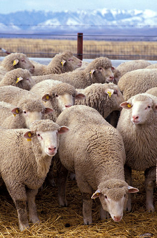 Image:Flock of sheep.jpg