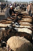 Multi-colored sheep in a Kashgar (Xinjiang Uyghur Autonomous Region of the China) market