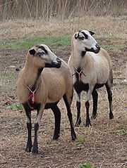 The Barbados Blackbelly is a hair sheep breed of Afro-Caribbean origin.