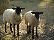 Suffolks are a medium wool, black-faced breed of meat sheep that make up 60% of the sheep population in the U.S.
