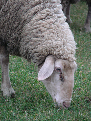 Image:German ewe grazing closeup.jpg