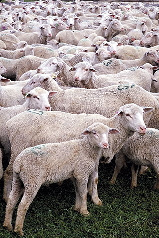 Image:USDA sheep.jpg