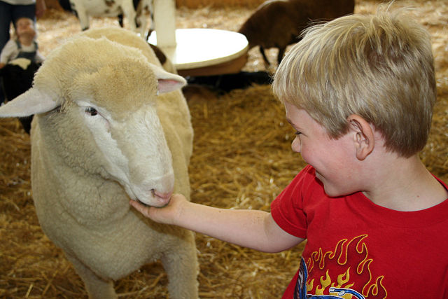 Image:Kid feeding sheep.jpg