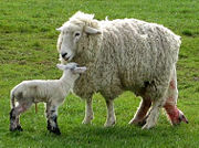 The second of twins being born on a New Zealand pasture