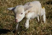 A lamb's first steps
