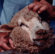 A sheep infected with orf, a disease transmittable to humans through skin contact