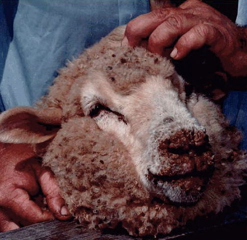 Image:Sheep with orf.jpg