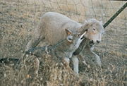 A lamb being attacked by coyotes with the most typical method, a bite to the throat