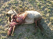 A lamb killed by a coyote. Sheep killed by predators are only partially consumed in many cases.