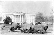 Sheep grazing on the south lawn of the White House c. 1918