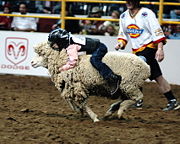 A child participates in a mutton busting event at a rodeo