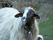 A dairy sheep from the Canary Islands, where sheep are milked to make several local cheese varieties