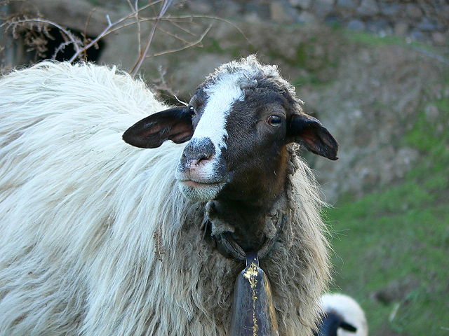 Image:Canary Islands sheep.jpg