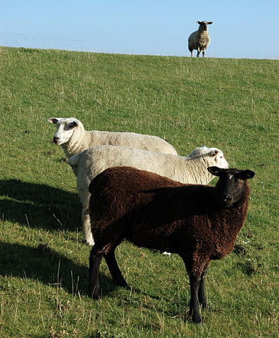 Image:Nordstrand, sheep 0005.JPG