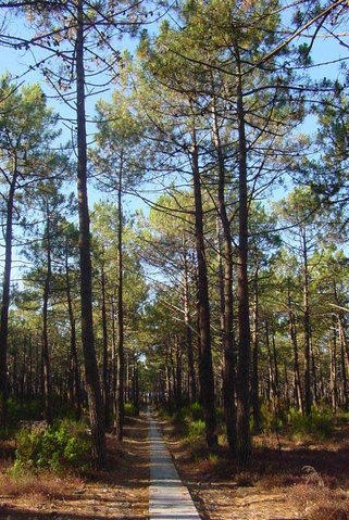 Image:Pinus pinaster.jpg