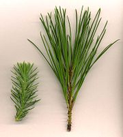 Juvenile (left) and adult foliage of Stone Pine (Pinus pinea), showing the dark brown scale leaves and needle leaves on an adult shoot