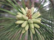 Loblolly Pine (Pinus taeda): male cones
