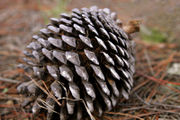 A fully mature Monterey Pine cone on the forest floor.