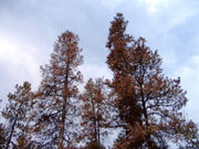 Mountain pine beetles killed these Lodgepole Pines in Prince George, British Columbia.