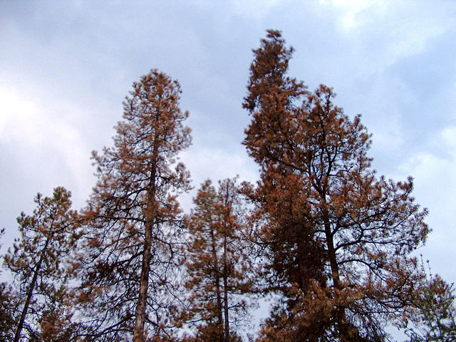 Image:Dead pines.jpg