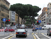 Stone Pine Pinus pinea in a Rome (Italy) street