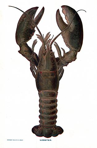 Image:Lobster NSRW.jpg