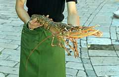 A 3 kg european lobster