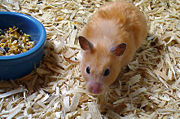 A Syrian or Golden Hamster, Mesocricetus auratus