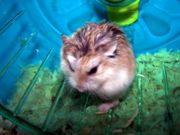 A Roborovski Dwarf Hamster