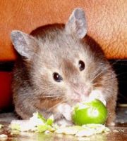 A Sable short-haired Syrian Hamster