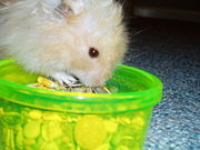 A Syrian hamster eating specially-designed hamster food.