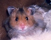 A male "Teddy Bear" Hamster