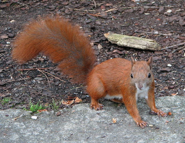 Image:Red squirrel (Sciurus vulgaris).jpg