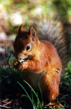 Juvenile red squirrel
