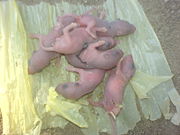 Baby mice just a day old