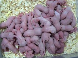 "Pinkie" mice for sale as reptile food.