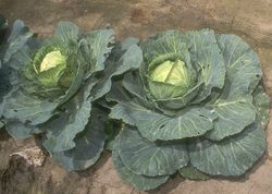 Cabbage, cultivar unknown
